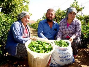 Emcelli Biberi’ne Coğrafi Mahreç İşareti