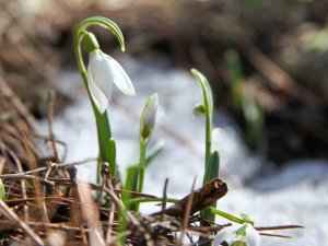 Bu Çiçeği Koparmanın Cezası 244 Bin 315 Tl