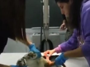 Didim’de Depremden Kurtulan Hayvanlar İçin Dayanışma Örneği Sergilendi