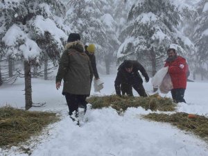 Şırnak’ta Yaban Hayvanları İçin Yem Bırakıldı