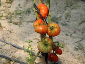 20 Bin Tohumu Toprakla Buluşuyor