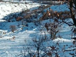 Deprem Yaban Keçilerini De Ürküttü