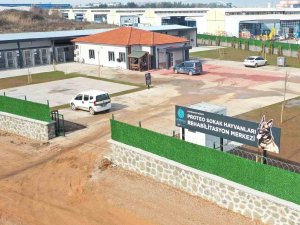 Kahraman Köpek Proteo’nun Adı Kocaeli’de Yaşatılacak