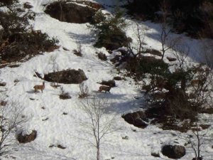 Avcılık Durduruldu, Dağ Keçileri Rahatça Gezmeye Başladı