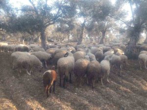 Kaybolan Koyunları Jandarma Buldu