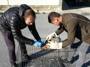 Yaralı Ve Hasta Şahini Milli Parklar’a Teslim Ettiler