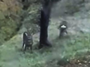 Alageyikler. Gümeli Ormanlarında Görüldü