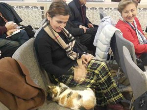 Soğukta Üşüyen Kedi Sanat Merkezine Sığındı
