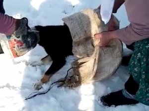 Kafası Bidona Sıkışan Köpeği Kadınlar Kurtardı
