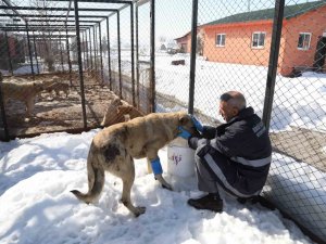 Bingöl’de Hasta Ve Yaralı Köpek, Tedavi Altına Alındı