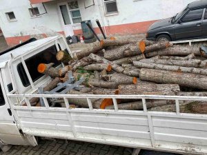 Depremzedelere Gönderilmek Üzere Kesilen Odunları Çaldılar