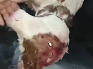 Afyonkarahisar’da Doğan Çift Başlı Buzağı Sadece 4 Saat Yaşayabildi