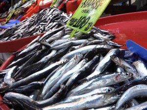 Balıkçılar Marmara’da Hamsi Avcılığının Durdurulmasından Memnun