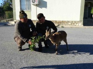 Yavru Yaban Keçisi, Milli Parkların Maskotu Oldu