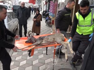 Otomobilin Çarptığı Karaca Tedaviye Alındı
