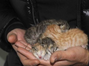 Depremde Boşaltılan Binada Mahsur Kalan Kedi Açlıktan Yavrusunu Yedi