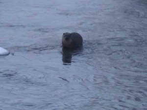 Kars’ta Su Samurunun Ördeklerle Sınavı Kameraya Yansıdı