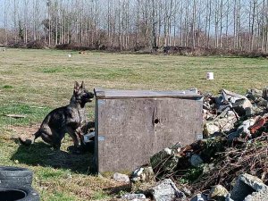 Hayat Kurtaran Köpekler Böyle Yetişiyor