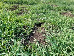 Biga’da Üreticilere Tarla Faresi Uyarısı