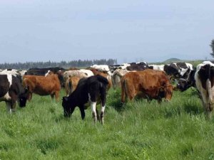 2023 Yılı Otlatma Ve Mera Planı Açıklandı