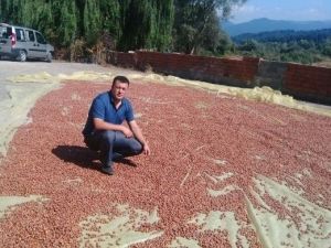 Alaplı’da Tüccar Fındık Fiyatını Açıkladı
