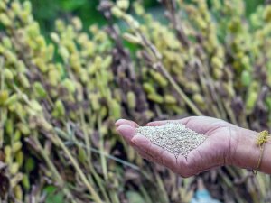 Muğla Tarım Güçbirliği’nin İlk Satışı Yurtdışına