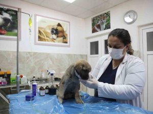 Enkazda Sahiplerini Kaybeden ‘Afet’ İsimli Köpeğe Büyükşehir Sahip Çıktı