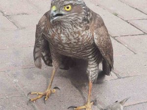 Tedavisi Tamamlanan Şahin Doğal Ortamına Salındı