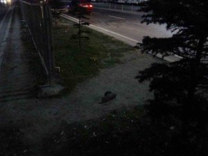 Otomobilin Çarptığı Yaya Ağır Yaralandı