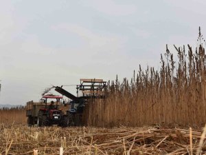 Kenevir İçin Yabancı Yatırımlar Kastamonu’ya Getirildi