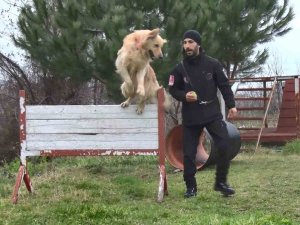 Hayat Kurtaran Köpekler İşte Bu Aşamalardan Geçiyor