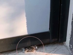 Yaramaz Kedi Kapının Altına Sıkıştı