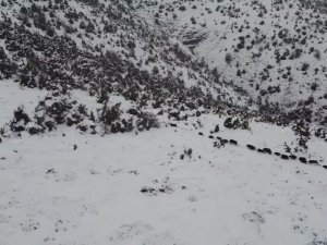 Elazığ’da Kar Üzerindeki Domuz Sürüsü Dron İle Görüntülendi