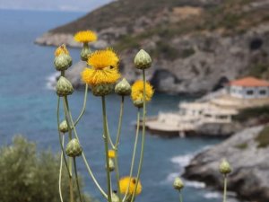 Kuşadası Belediyesi’nden ‘Doğal Botanik Parka’ Koruma Çemberi