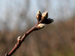 Meyve Ağaçları Soğuklama İhtiyaçlarını Karşıladı