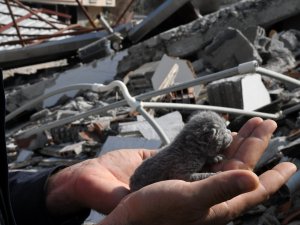 5 Günlük Yavru Kedi Enkaz Altından Sağ Olarak Kurtarıldı
