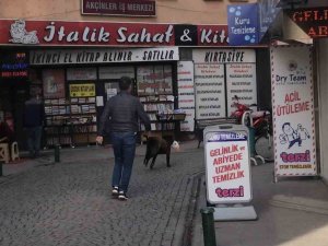 Sokak Köpeği Mağazadan Pelüş Oyuncak Çaldı