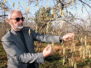 Serbest Piyasada Fındık Fiyatını Karanfiller Belirleyecek