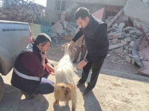Deprem Bölgesinde Hayvanlar Muayeneden Geçiriliyor