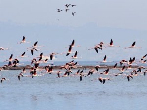 Hersek Lagünü’nde Renkli Görüntüler