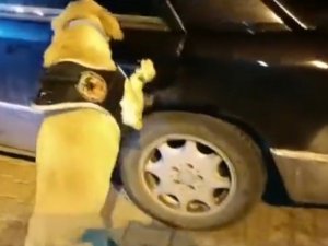 Uyuşturucu Tacirleri ’Jack’in Hassas Burnundan Kaçamadı: 8,5 Kilo Uyuşturucu Ele Geçirildi