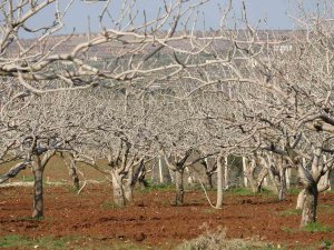 Kilis’te Çiftçiler Gece Çadırda Gündüz Tarlada