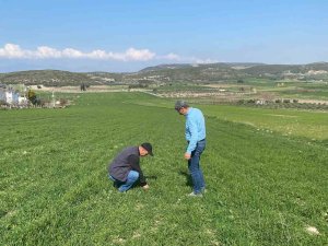 Aydın’da Hububat Ekili Araziler Denetlendi