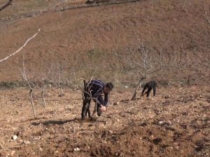 Siirtli Çiftçilere Hibe Destekli Sebze Fidesi Dağıtılacak
