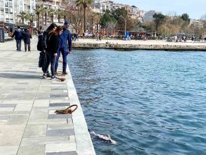 Sinop’ta Ölü Yunus Sahile Vurdu