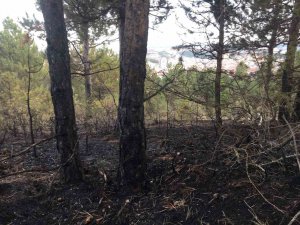 Kastamonu’da Orman Yangını Söndürüldü, Yüzlerce Ağaç Küle Döndü