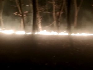 Tekirdağ’da Orman Yangını