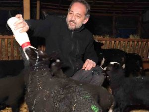 Kuzular İçin Güvenlik Kamerası Başında Sabaha Kadar Doğum Nöbeti