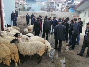 Köylüler 20 Koyunu Açık Arttırmayla Satıp, Depremzedelere Bağışladı