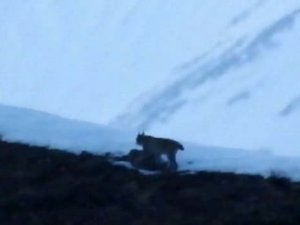 Tunceli’de Nesli Tükenmekte Olan Vaşak Görüntülendi